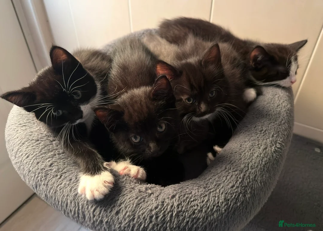 Mixed Breed cats for sale: Kittens 4girls&1boy - Advert 1