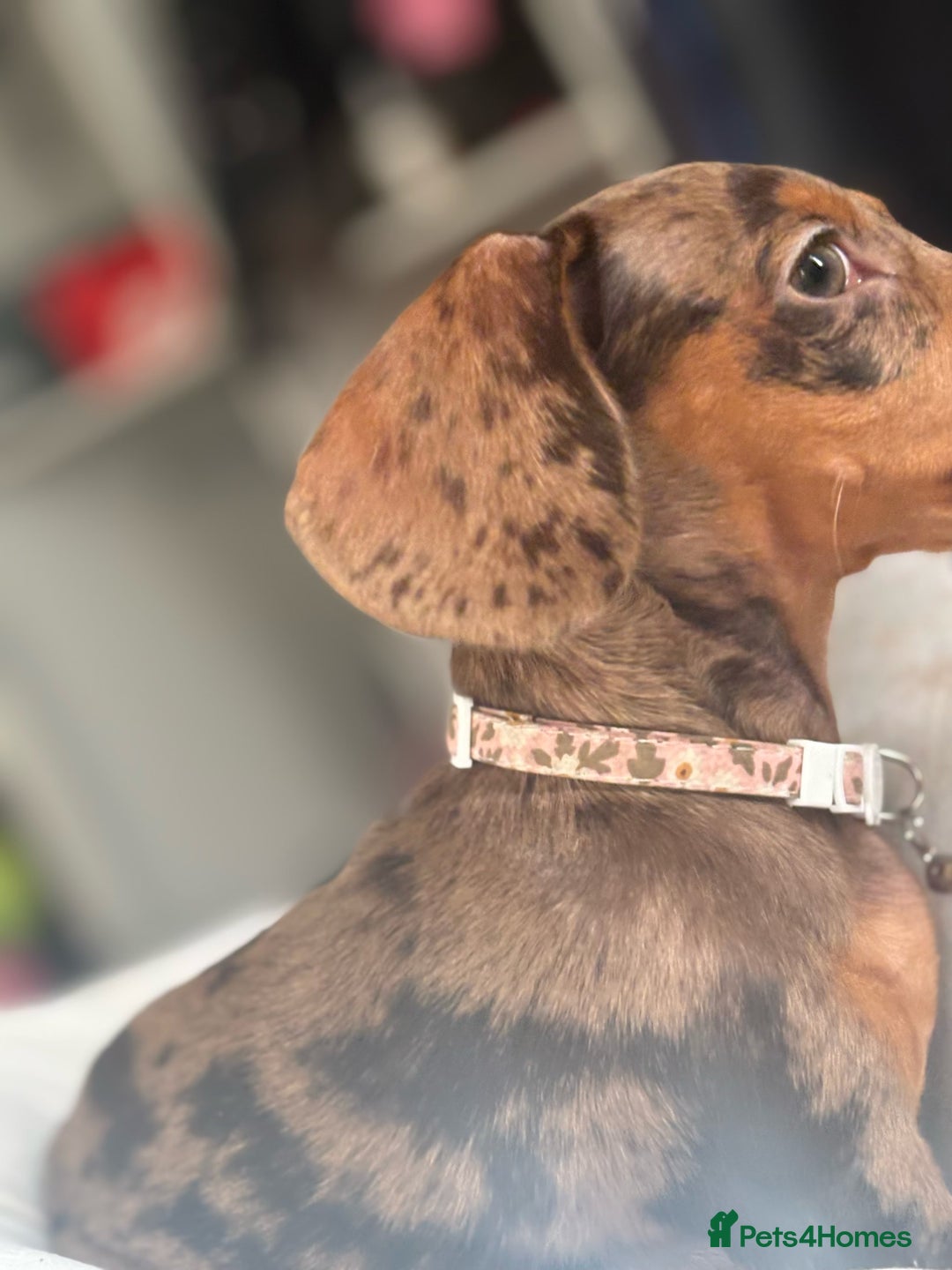 Miniature Dachshund dogs for sale: Beautiful Miniature Dachshund Girl – Tilly - Advert 7