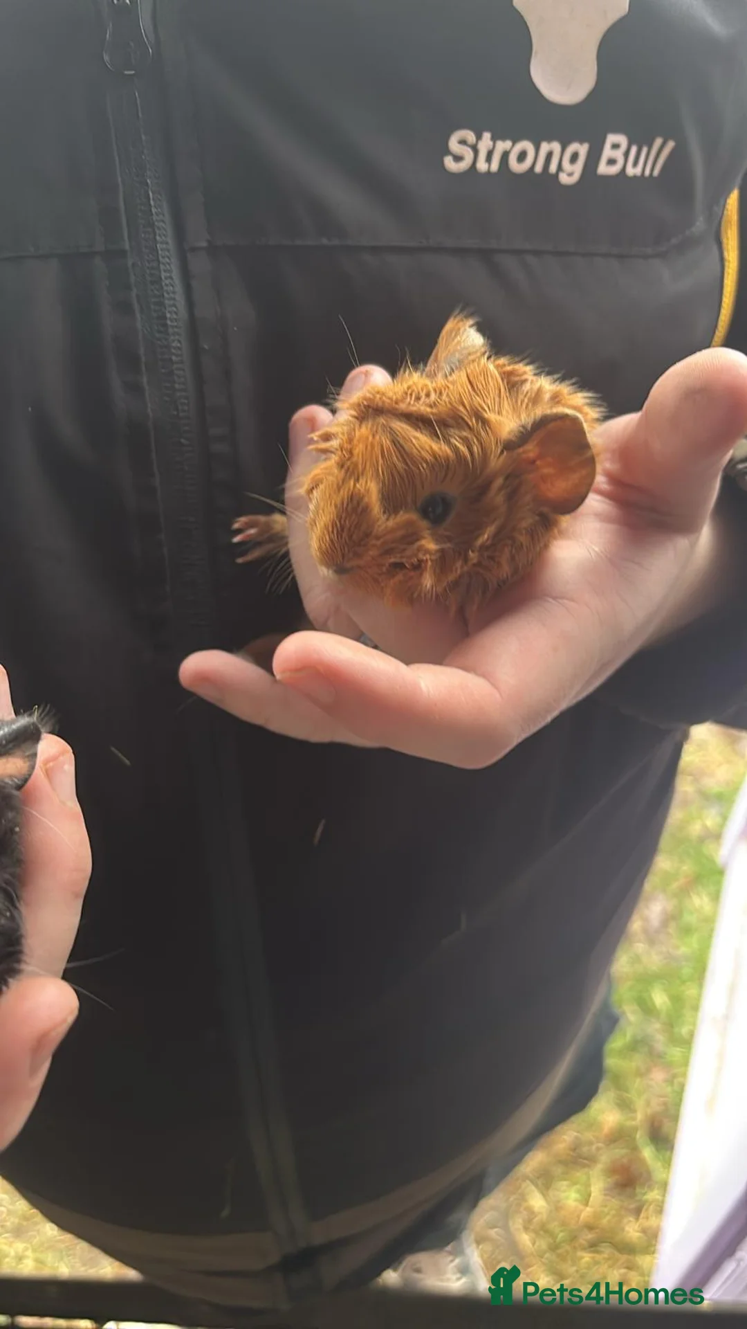 Guinea Pig rodents for sale: Baby guiena pigs ready in a few weeks  - Advert 5