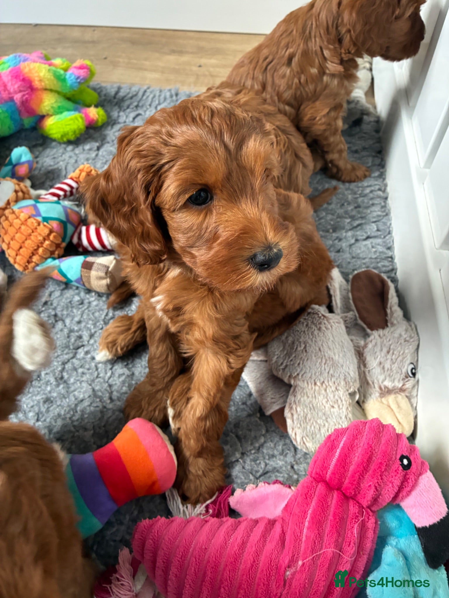 Australian Labradoodle dogs Australian Male Labradoodle Puppy for Sale - Advert 2