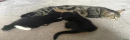 Mixed Breed cats for sale: 2 black kittens available together or separately  - Advert 1