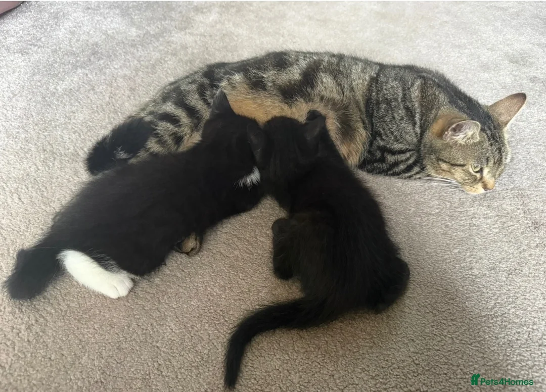 Mixed Breed cats for sale: 2 black kittens available together or separately  - Advert 1