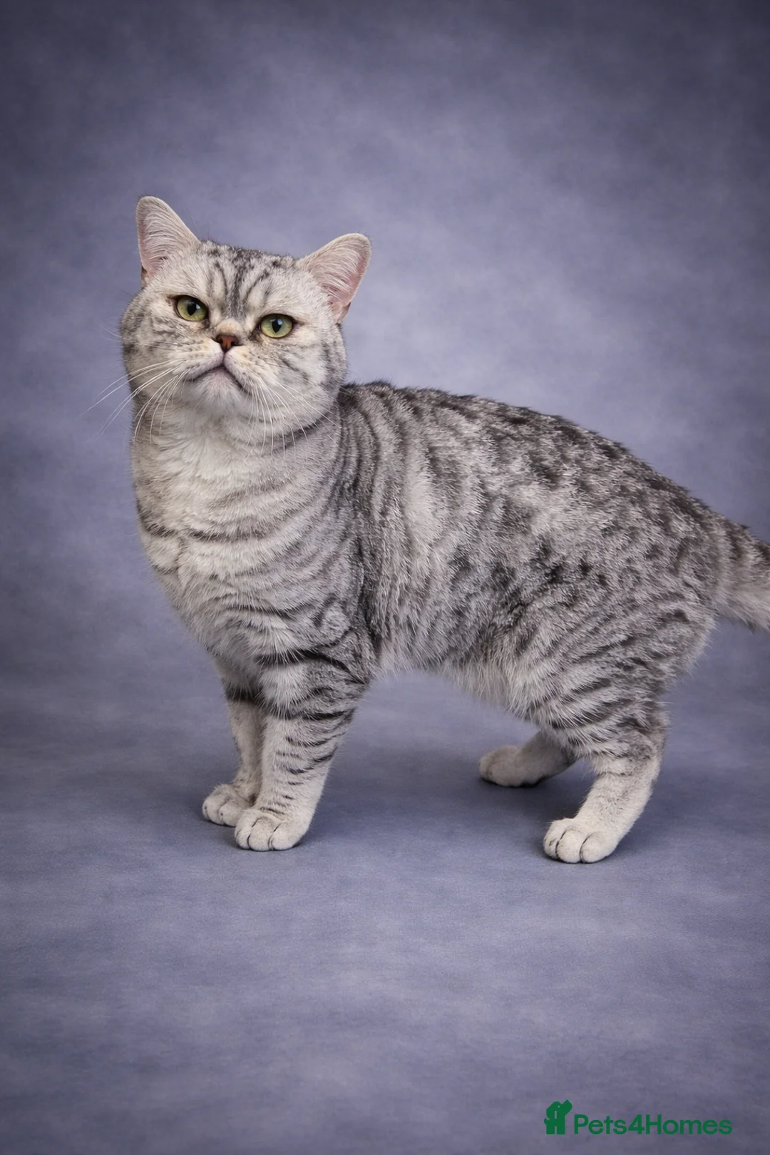 British Shorthair cats for stud: Exceptional BSH silver spotted Stud  - Advert 2