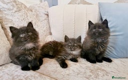 Maine Coon cats for sale: Black Smoke Maine Coon Kittens - Image 5
