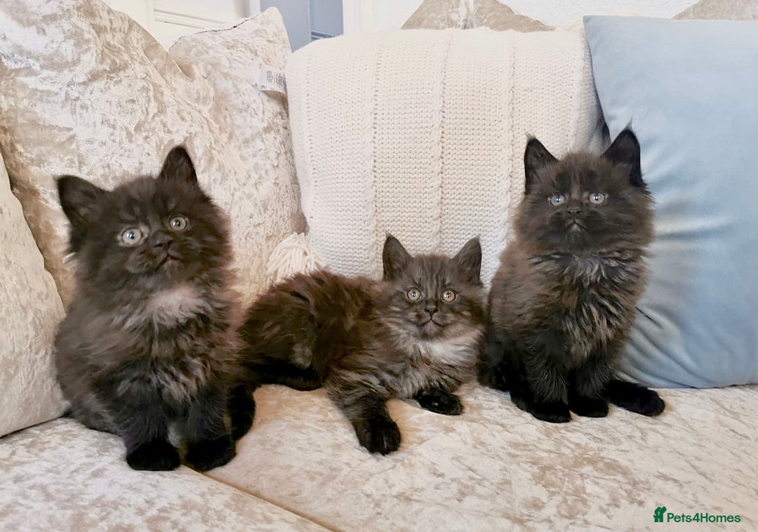 Maine Coon cats for sale: Black Smoke Maine Coon Kittens - Image 5