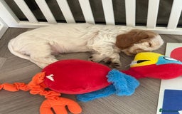 Cocker Spaniel dogs for stud: MALE COCKER SPANIEL STUD in Southend-on-Sea - Image 10