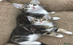 Mixed Breed cats for sale: BEAUTIFUL KITTENS - Image 10