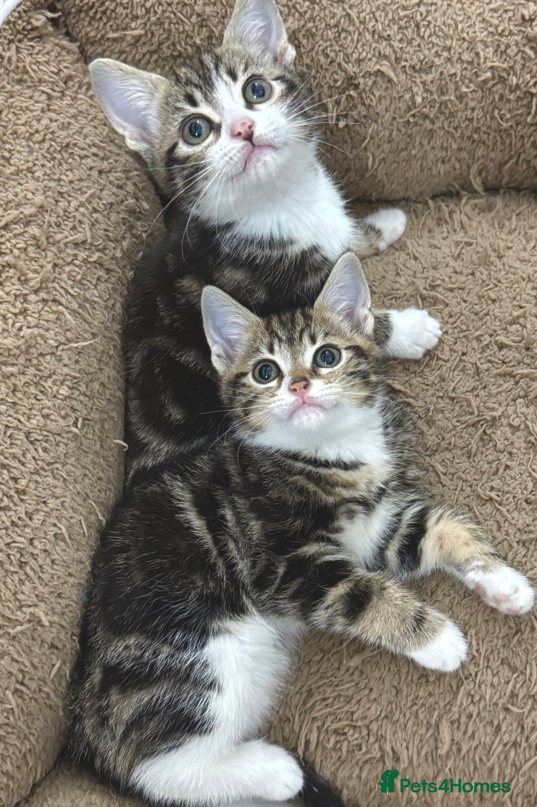 Mixed Breed cats for sale: BEAUTIFUL KITTENS - Image 10