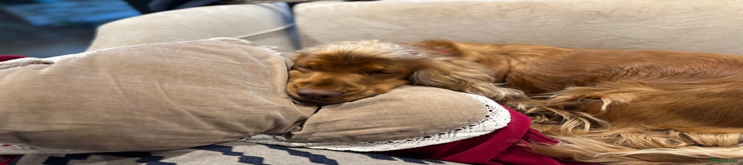  Puppy one
