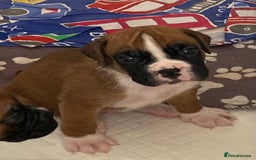 Boxer dogs for sale: Kc Boxer puppy’s bobtail and long licensed breeder - Image 20