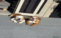 English Bulldog dogs for sale: Traditional English Bulldog Puppies  - Image 9