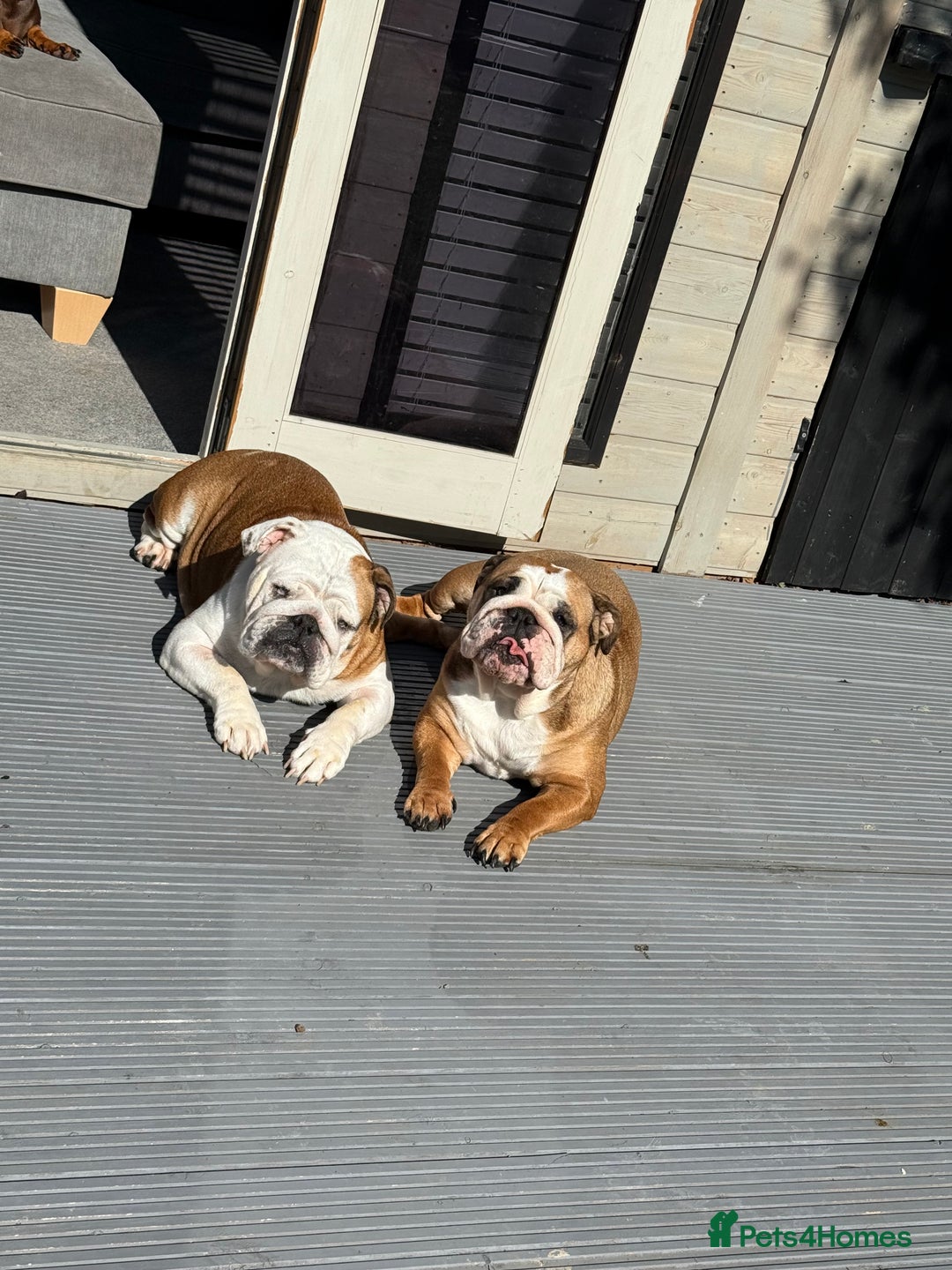 English Bulldog dogs for sale: Traditional English Bulldog Puppies  - Image 9