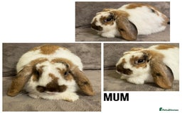 Dwarf Lop rabbits for sale: Baby Dwarf Lop Bunnies - Advert 8