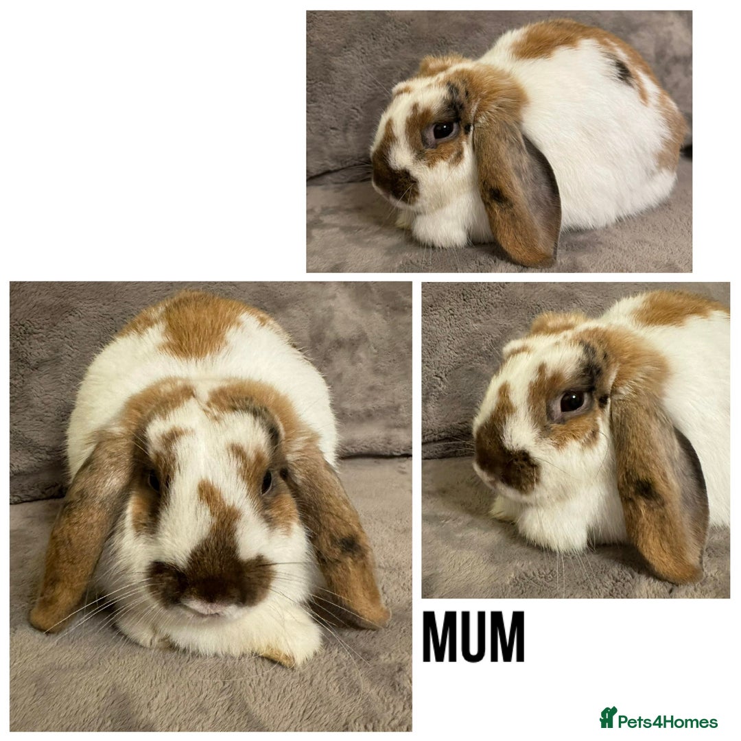 Dwarf Lop rabbits for sale: Baby Dwarf Lop Bunnies - Advert 8