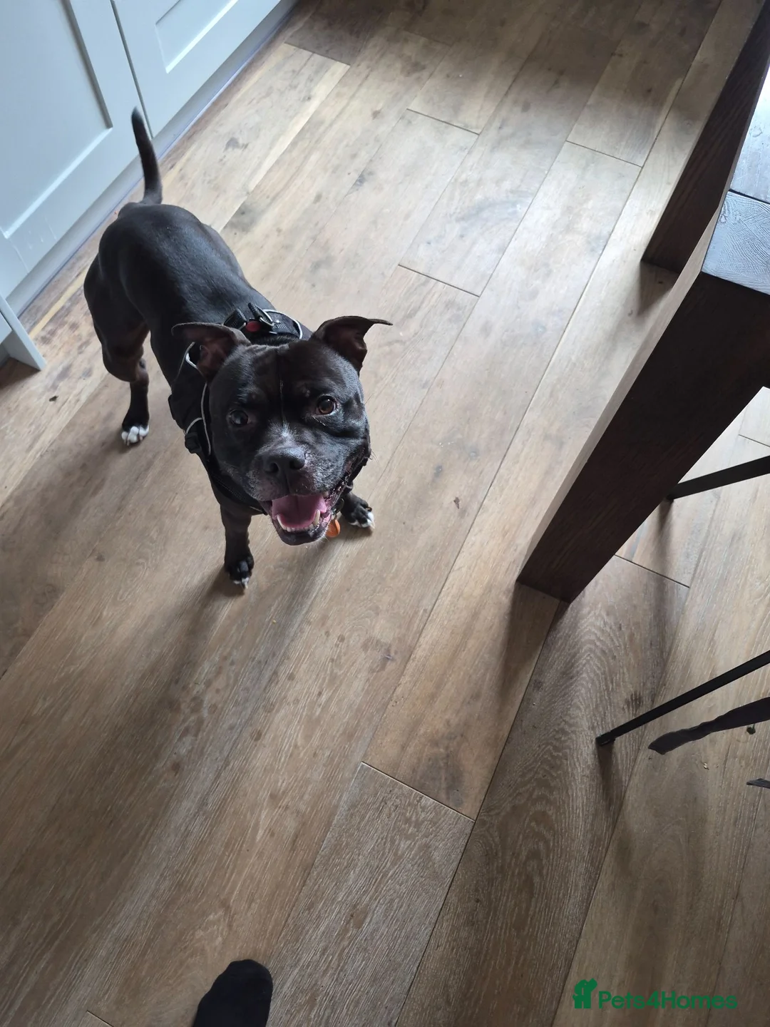 Staffordshire Bull Terrier dogs for sale: Baby boy needs a forever home  - Advert 10