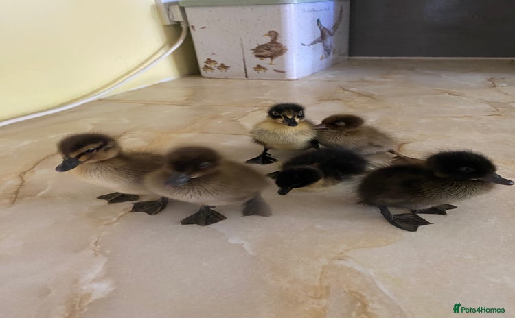 Ducks poultry - Advert 12