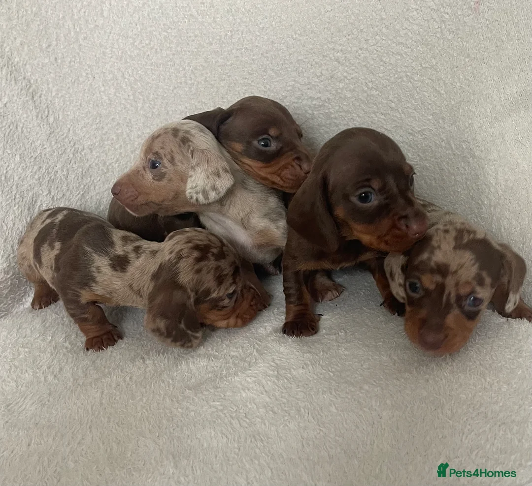 Miniature Dachshund dogs for sale: 💖Gorgeous mini dachshund puppies💙 - Advert 2