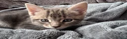 Bengal cats for sale: Bengal x Maine Coon Kittens - Advert 20