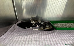 Domestic Shorthair cats for sale: Domestic shorthair male kittens - Image 10