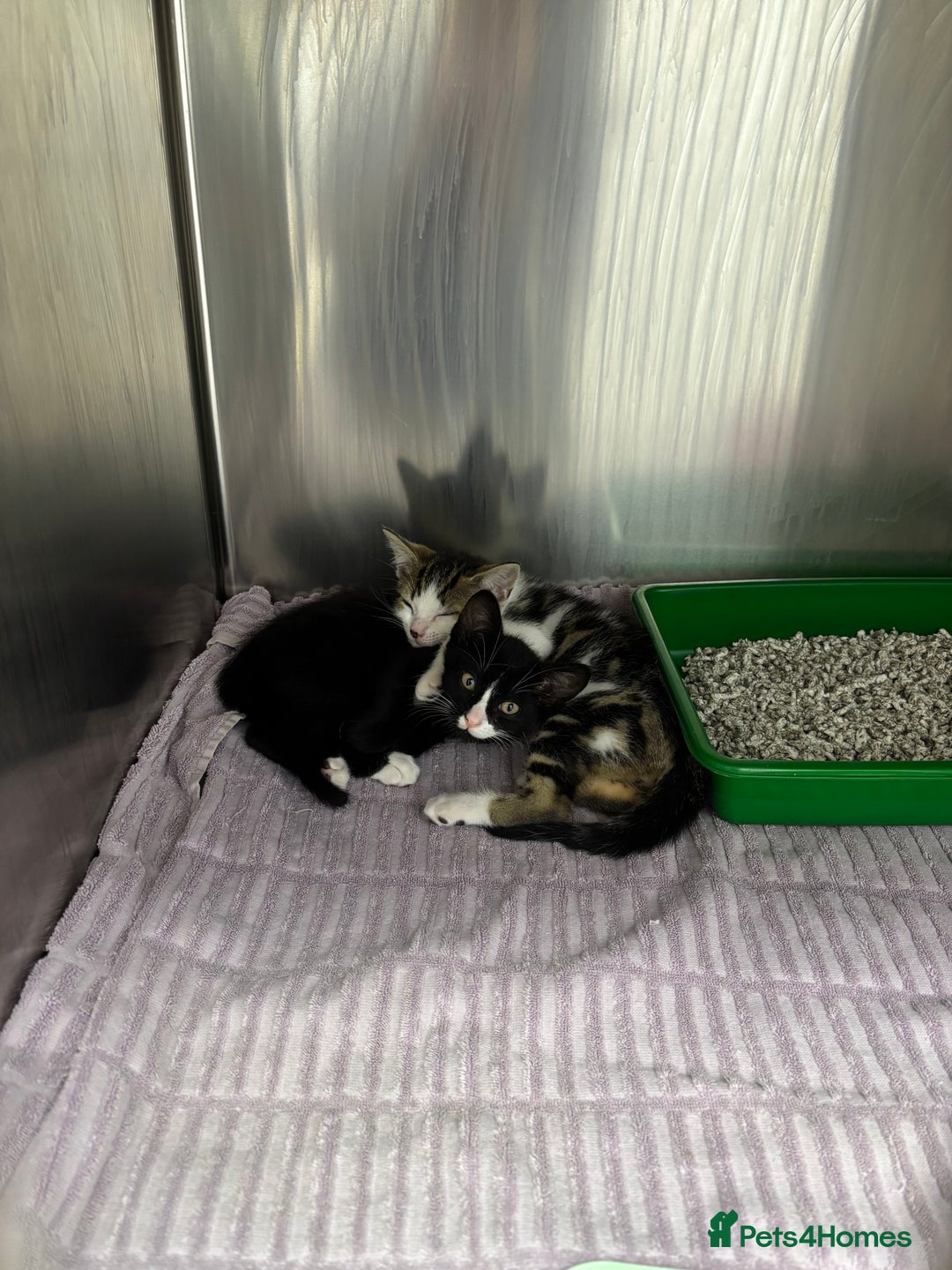 Domestic Shorthair cats for sale: Domestic shorthair male kittens - Image 10