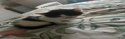 Ragdoll cats for sale: Six ragdoll cross kittens  in Rotherham - Advert 13