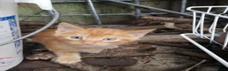 Mixed Breed cats for sale: Ginger Kittens for Sale - Advert 5