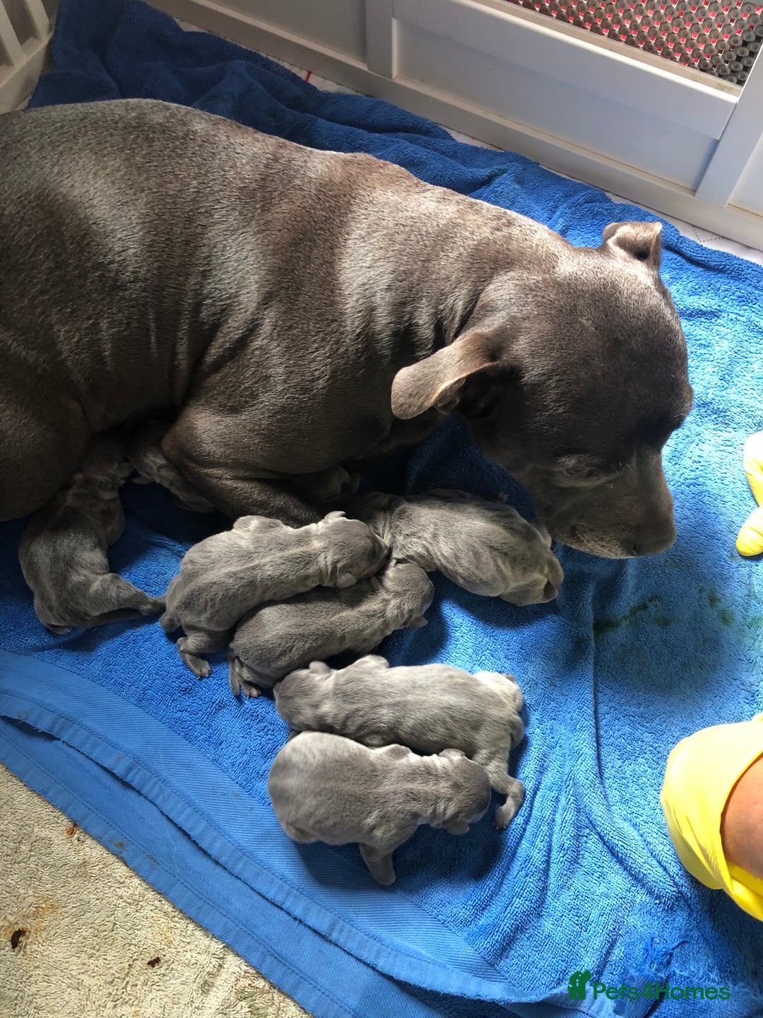 Staffordshire Bull Terrier dogs for sale: Blue staffy - Image 8