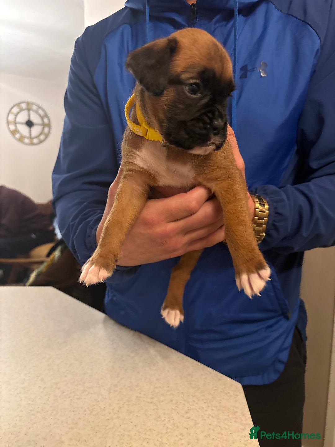 Boxer dogs for sale: Boxer puppies 5 bitches 1 boy  - Advert 30