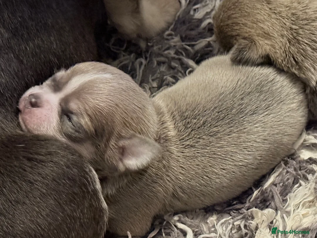 Chihuahua dogs for sale: 1 Male 1 female chihuahua for loving homes - Advert 34