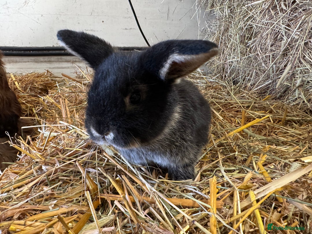 French Lop rabbits for sale: Beautiful Miniature Lop Does - Advert 16