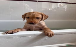 Labrador Retriever dogs for sale: Last Yellow Male available 19th Sept 2025 - Image 7