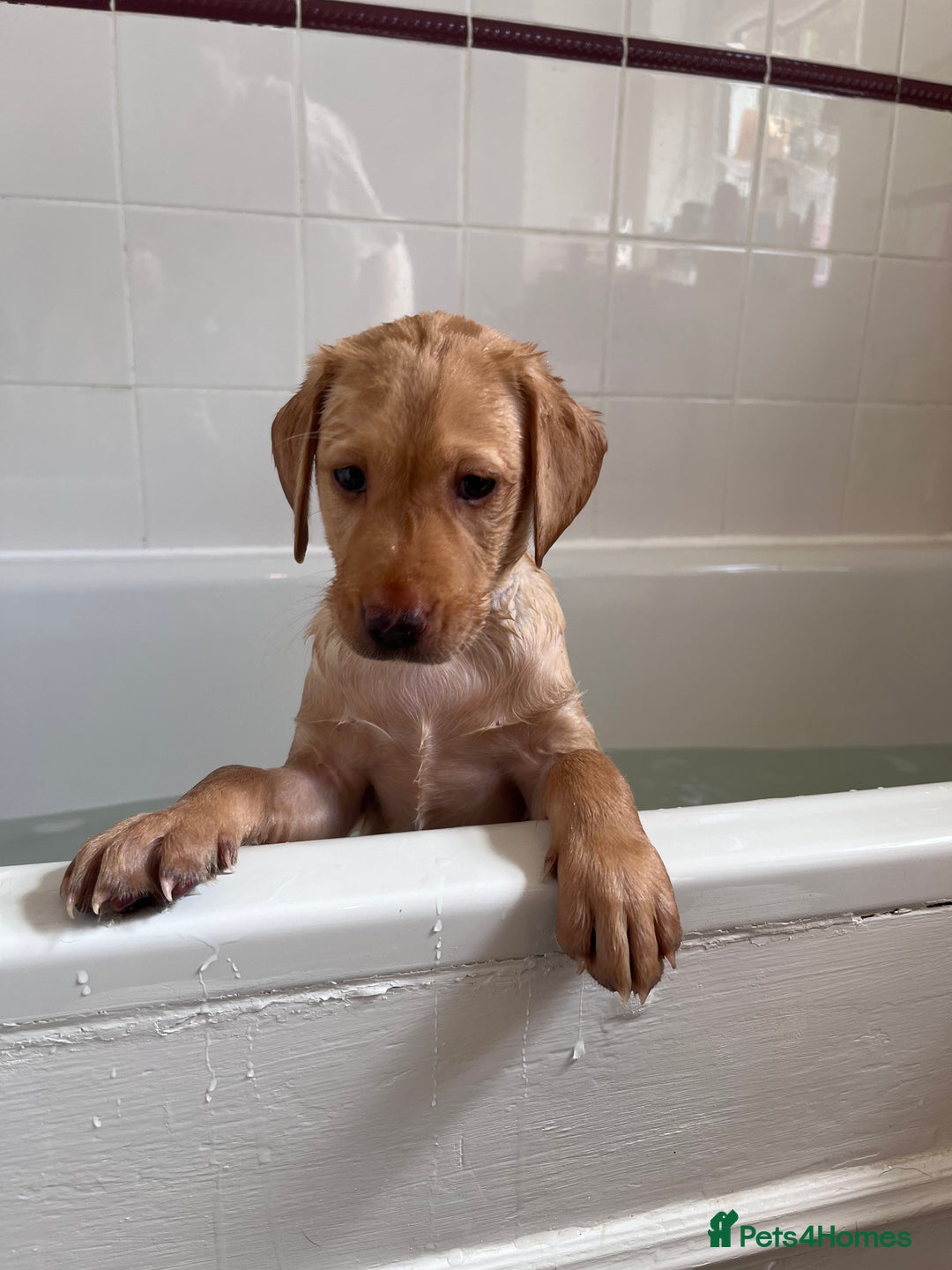 Labrador Retriever dogs for sale: Last Yellow Male available 19th Sept 2025 - Image 7