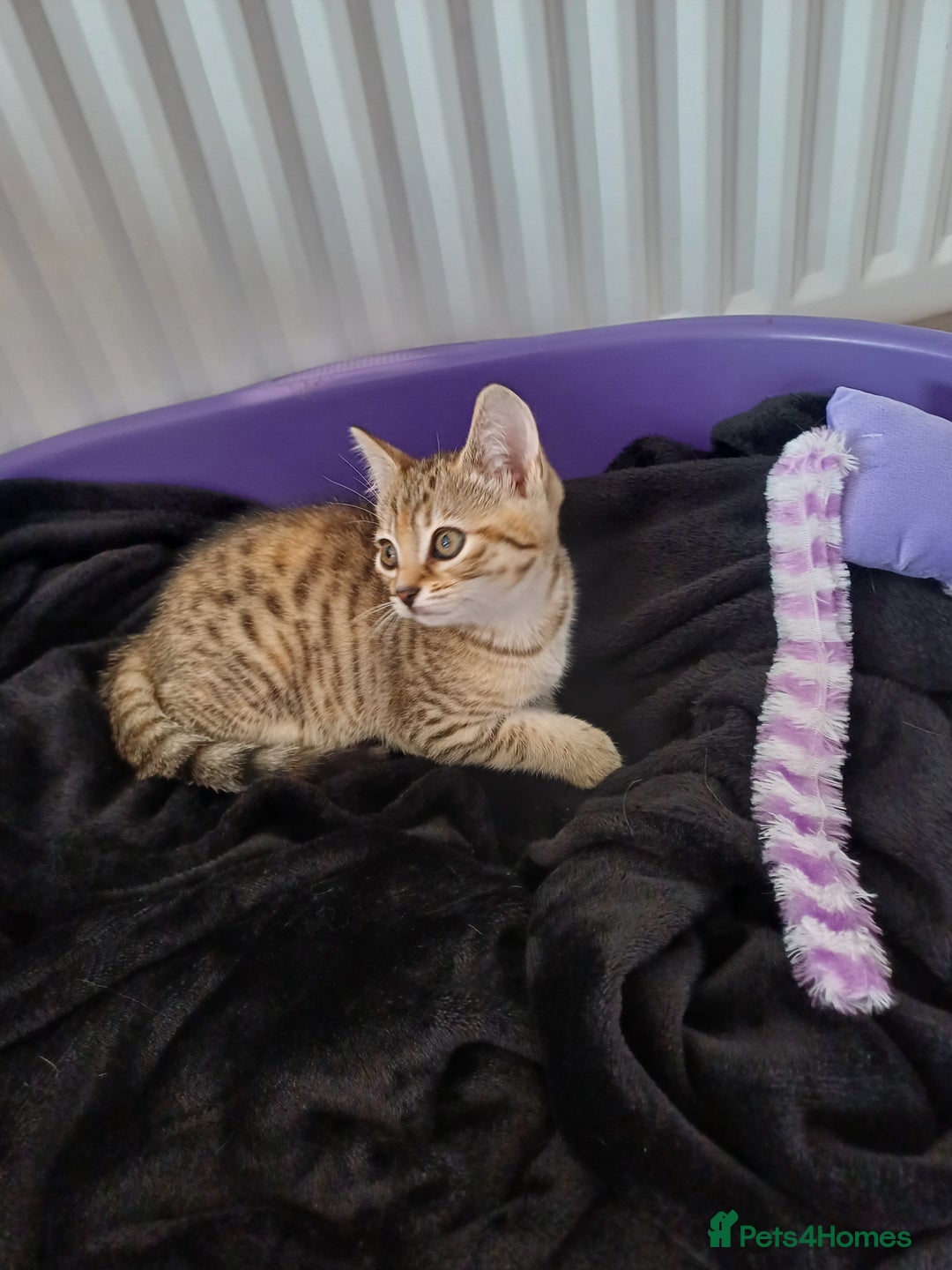 Bengal cats for sale: Bengal cross kitten  - Image 2