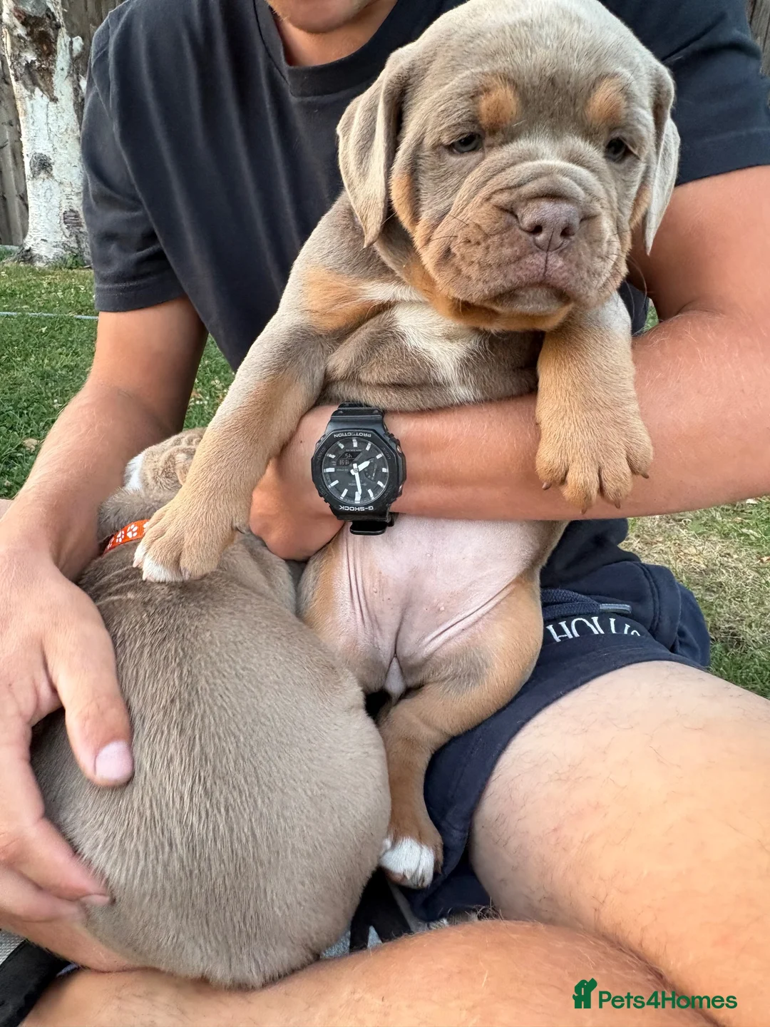 Olde English Bulldogge dogs for sale:  Olde English Bulldog Puppies L - Advert 2
