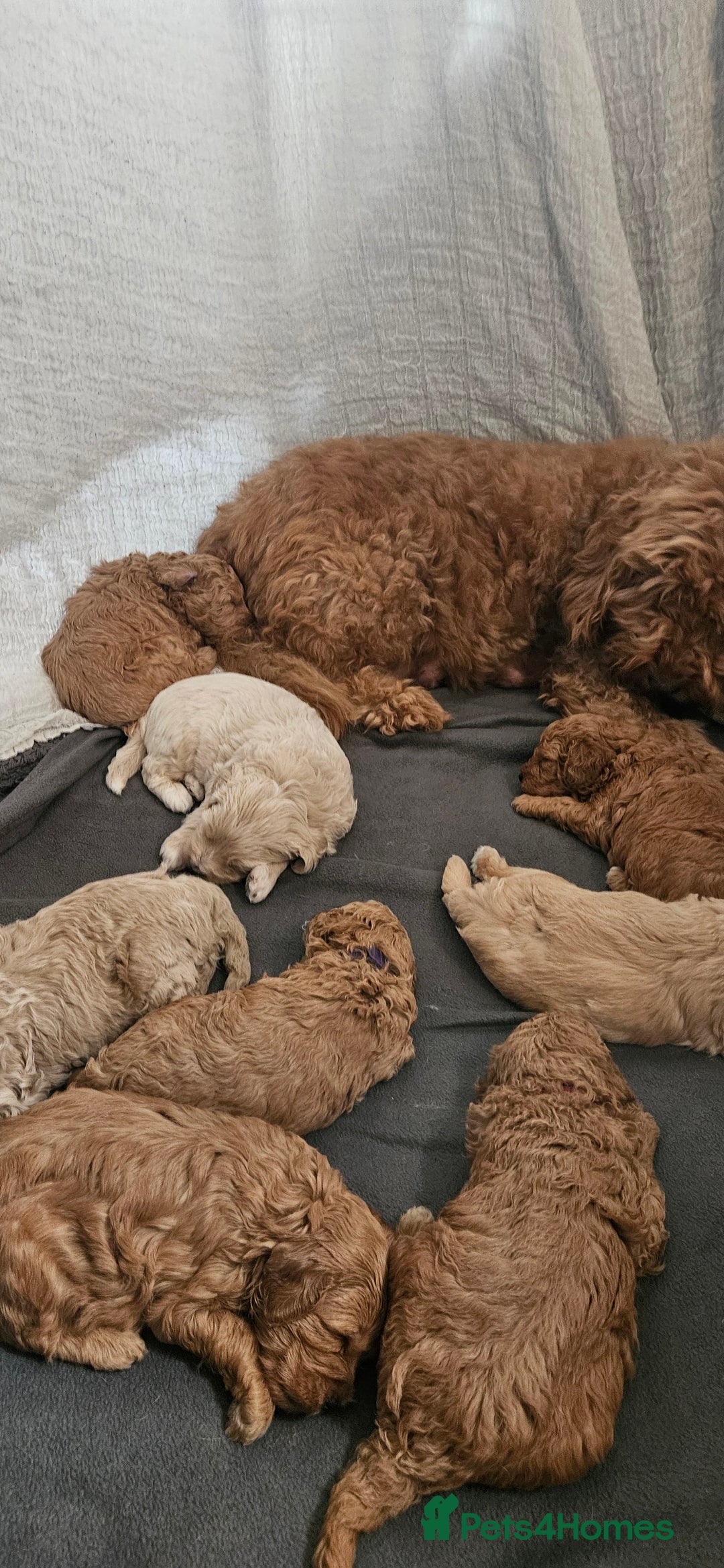 Mini Goldendoodle dogs for sale: Toy Golden Doodles ~ Mini, Loving & Hypoallergenic - Image 14