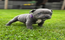 Staffordshire Bull Terrier dogs for sale: 2 left, Reduced Champion KC Blue Staffy Pups - Image 22