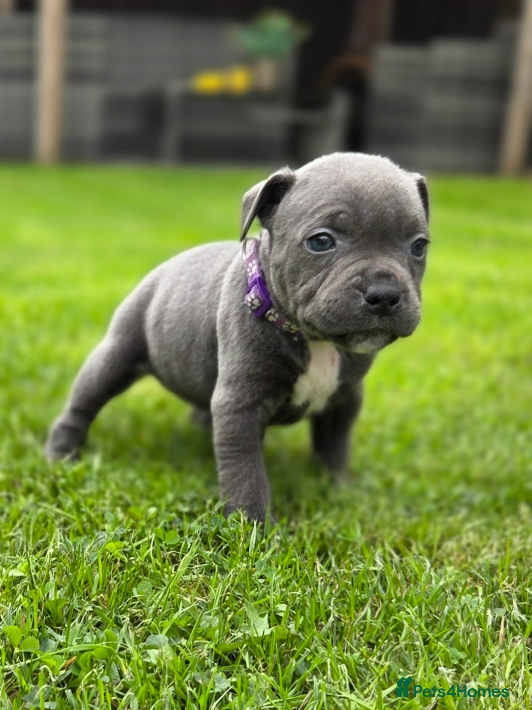 Staffordshire Bull Terrier dogs for sale: 2 left, Reduced Champion KC Blue Staffy Pups - Image 22