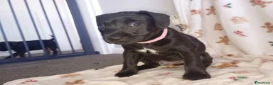 Patterdale Terrier 1