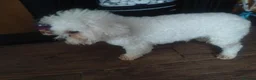 Poochon dogs for sale: Poochon puppies beautiful girls fully vaccinated  - Advert 3