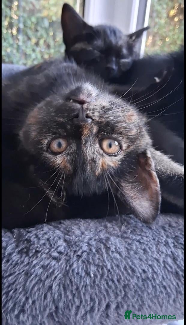 Mixed Breed cats 1 tortie girl left 🎀twin👻tabbies 😻 dogfriendly - Advert 3