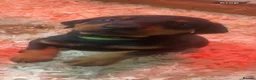 Dobermann dogs for sale: Dobermann pups - Advert 4