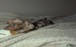Miniature Dachshund dogs for sale: Miniature dachshund puppies  - Image 2