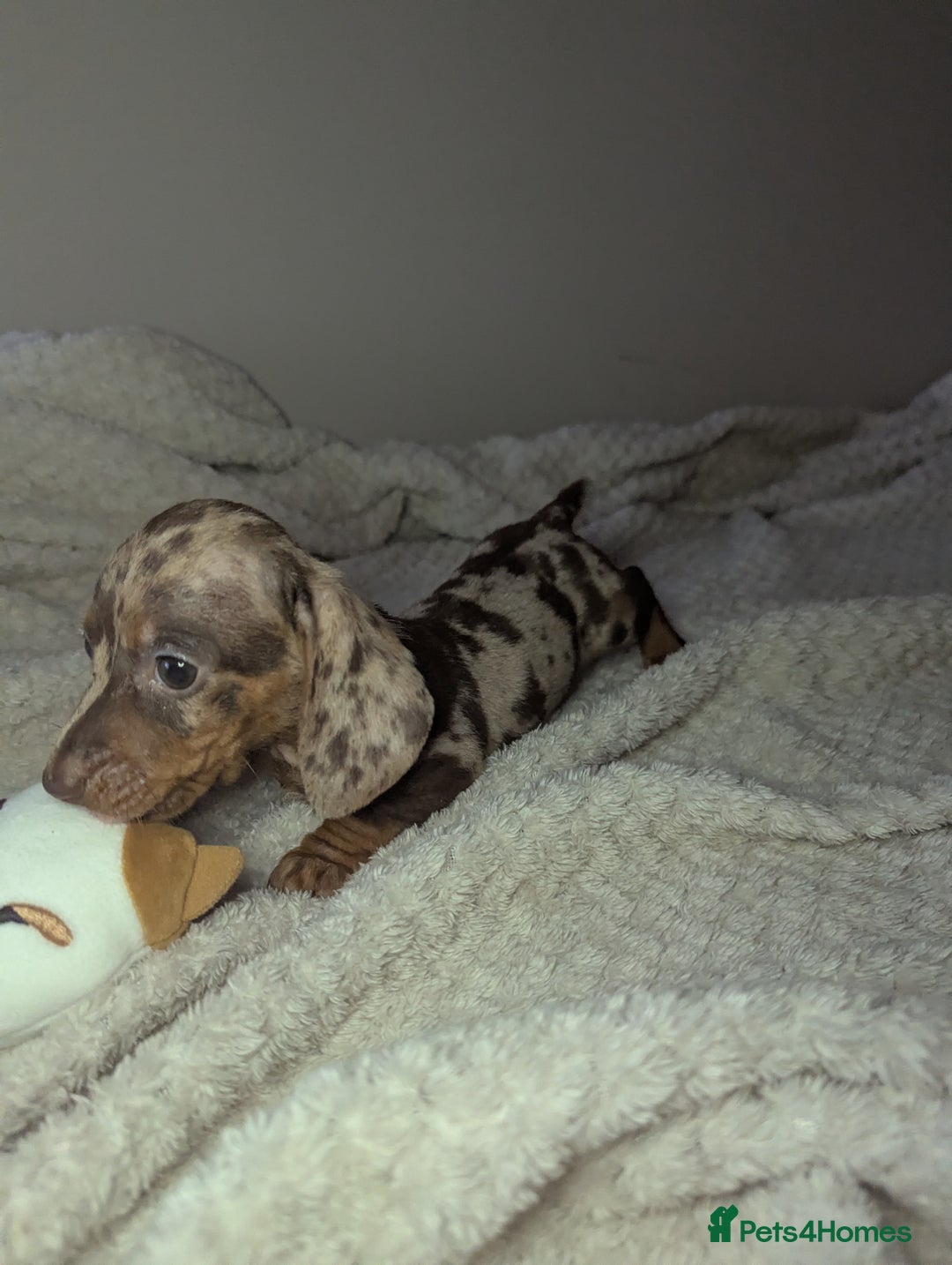Miniature Dachshund dogs for sale: Miniature dachshund puppies  - Image 2