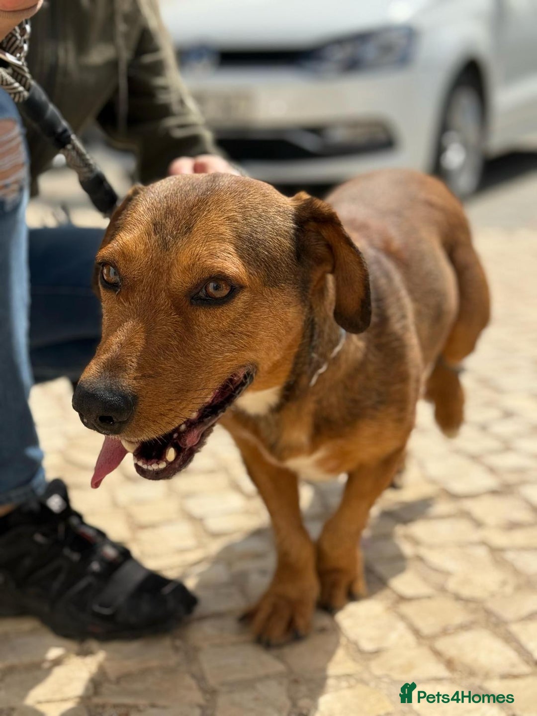 Mixed Breed dogs for adoption: Tiny Tupac - Image 7