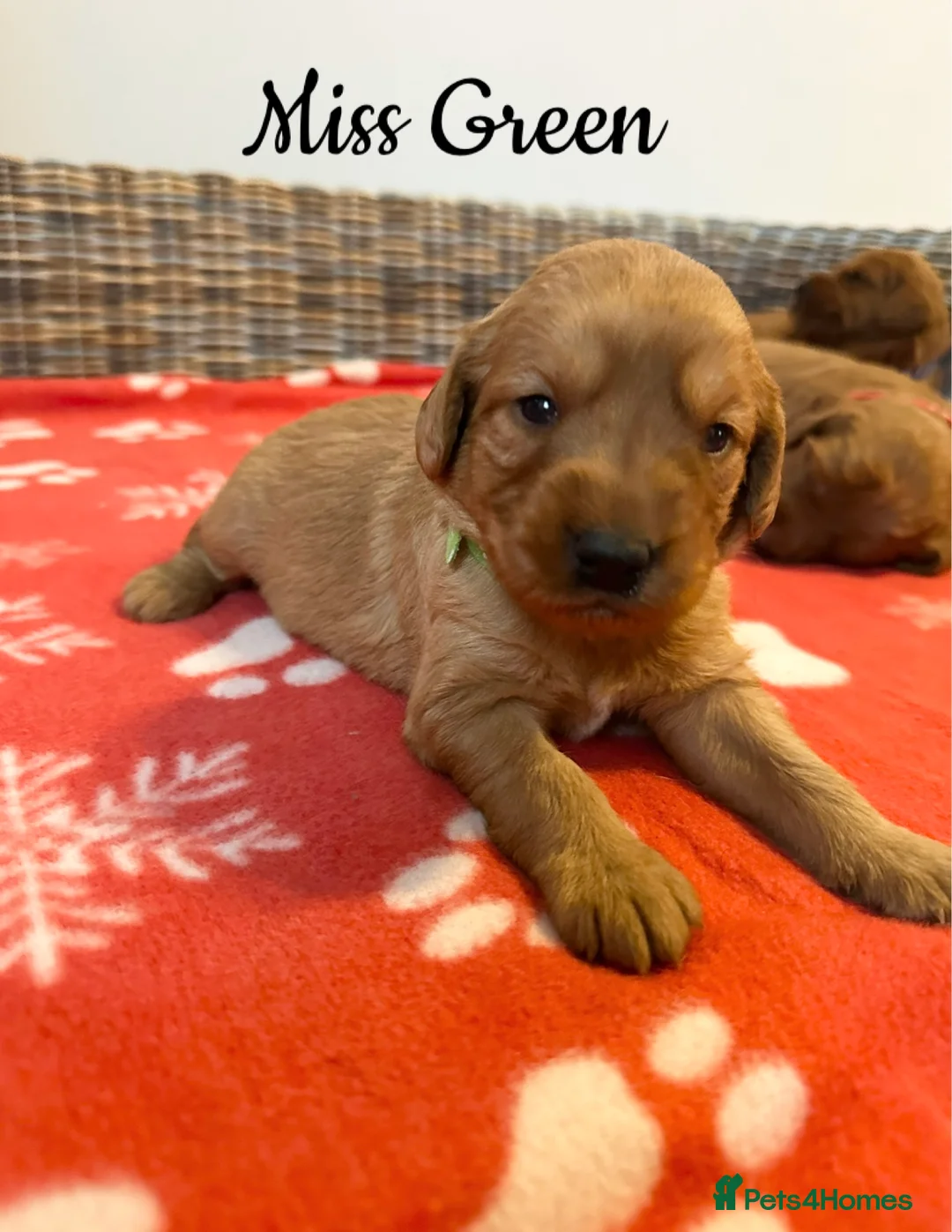 Labradoodle dogs for sale: ⭐️Fully Health Tested F1 Miniature Labradoodles⭐️ - Advert 11