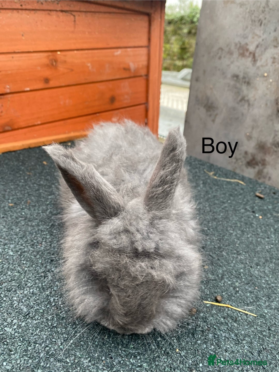 Angora rabbits for sale: Baby angoras - Image 6