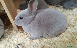 Rex rabbits for sale: Velvet fur mini rex  - Advert 3