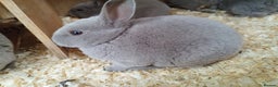 Rex rabbits for sale: Opal coulourd baby mini rex  - Advert 3