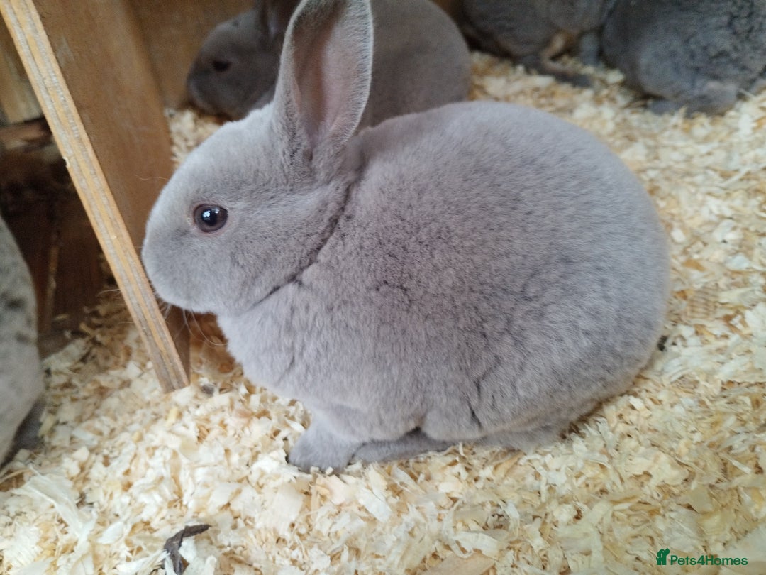 Rex rabbits for sale: Velvet fur mini rex  - Advert 3