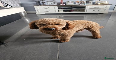 Toy Poodle dogs - Advert 3